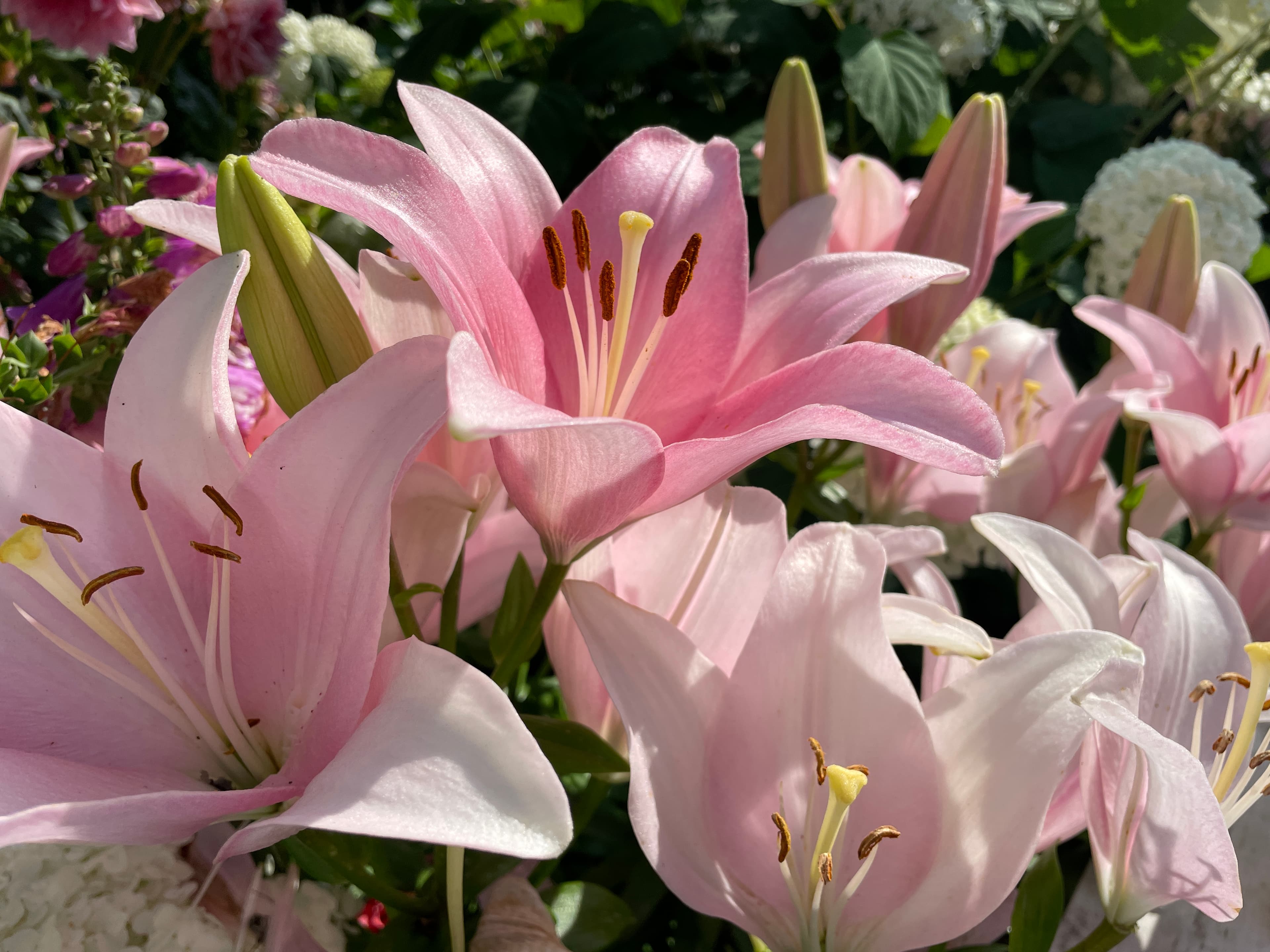 Pink and white lilies in a Nantucket garden
